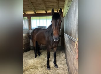 KWPN, Wallach, 15 Jahre, 169 cm, Dunkelbrauner