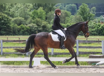 KWPN, Wallach, 15 Jahre, 169 cm, Dunkelbrauner