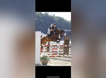 KWPN, Wallach, 15 Jahre, 170 cm, Brauner