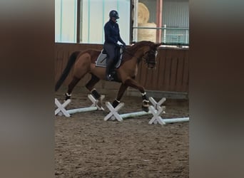 KWPN, Wallach, 15 Jahre, 170 cm, Fuchs