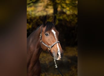 KWPN, Wallach, 15 Jahre, 170 cm, Hellbrauner
