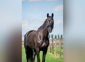 KWPN, Wallach, 15 Jahre, 170 cm, Rappe