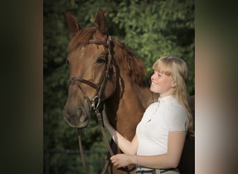 KWPN, Wallach, 15 Jahre, 171 cm, Fuchs