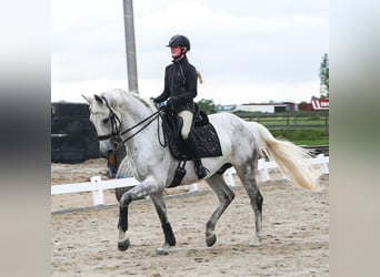 KWPN, Wallach, 15 Jahre, 171 cm, Schimmel