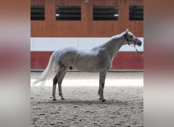 KWPN, Wallach, 15 Jahre, 171 cm, Schimmel
