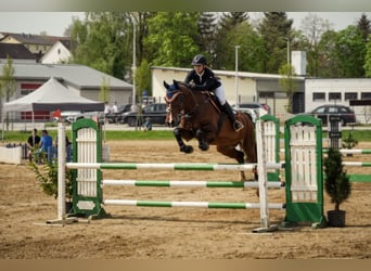 KWPN, Wallach, 15 Jahre, 172 cm, Brauner