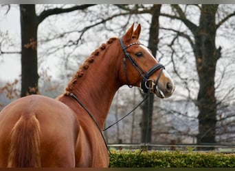 KWPN, Wallach, 15 Jahre, 173 cm, Fuchs