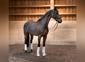 KWPN, Wallach, 15 Jahre, 173 cm, Rotbrauner