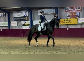 KWPN, Wallach, 15 Jahre, 174 cm, Brauner