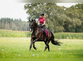 KWPN, Wallach, 15 Jahre, 174 cm, Rappe