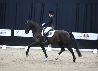 KWPN, Wallach, 15 Jahre, 174 cm, Rappe