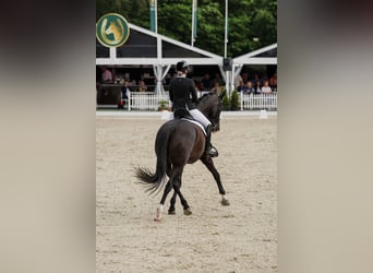 KWPN, Wallach, 15 Jahre, 174 cm, Rappe