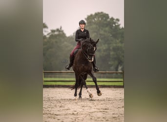 KWPN, Wallach, 15 Jahre, 174 cm, Rappe