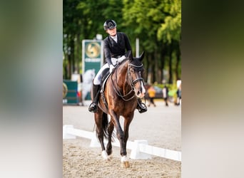 KWPN, Wallach, 15 Jahre, 174 cm, Rappe