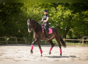 KWPN, Wallach, 15 Jahre, 174 cm, Rappe
