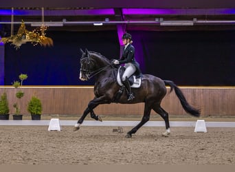 KWPN, Wallach, 15 Jahre, 174 cm, Rappe