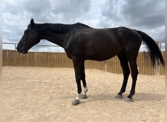 KWPN, Wallach, 15 Jahre, 175 cm, Rappe