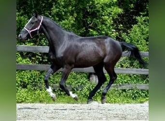 KWPN, Wallach, 15 Jahre, 175 cm, Rappe