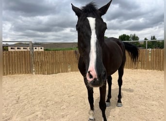 KWPN, Wallach, 15 Jahre, 175 cm, Rappe