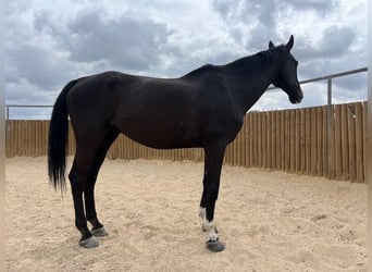 KWPN, Wallach, 15 Jahre, 175 cm, Rappe