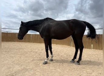 KWPN, Wallach, 15 Jahre, 175 cm, Rappe