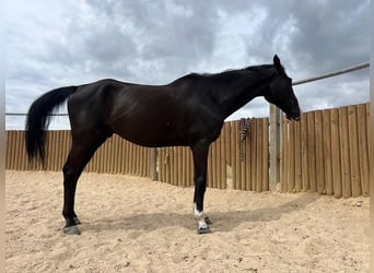 KWPN, Wallach, 15 Jahre, 175 cm, Rappe