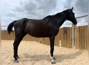 KWPN, Wallach, 15 Jahre, 175 cm, Rappe
