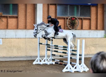 KWPN, Wallach, 15 Jahre, 176 cm, Apfelschimmel