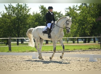 KWPN, Wallach, 15 Jahre, 176 cm, Apfelschimmel