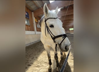 KWPN, Wallach, 15 Jahre, 176 cm, Apfelschimmel