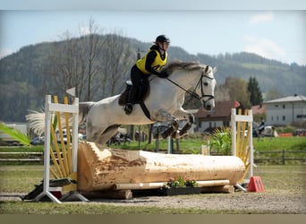 KWPN, Wallach, 15 Jahre, 176 cm, Apfelschimmel