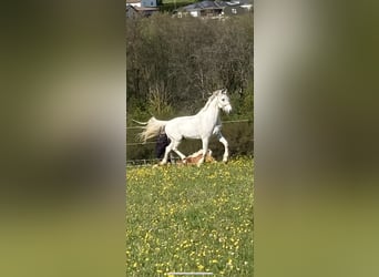 KWPN, Wallach, 15 Jahre, 179 cm, Schimmel