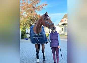 KWPN, Wallach, 15 Jahre, 185 cm, Brauner