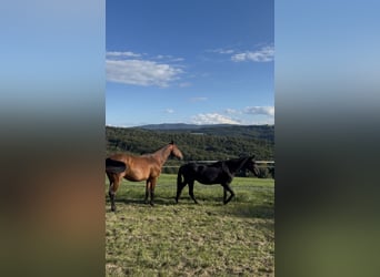 KWPN Mix, Wallach, 15 Jahre