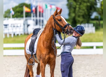 KWPN, Wallach, 15 Jahre, Fuchs