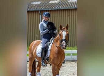 KWPN, Wallach, 15 Jahre, Fuchs