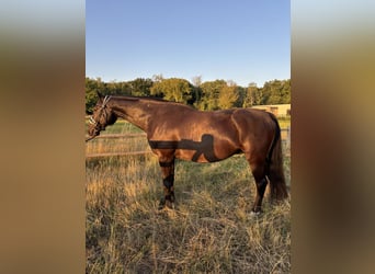 KWPN, Wallach, 16 Jahre, 163 cm, Schwarzbrauner