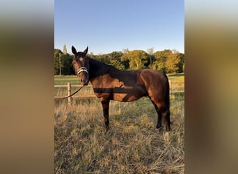 KWPN, Wallach, 16 Jahre, 163 cm, Schwarzbrauner