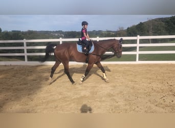 KWPN, Wallach, 16 Jahre, 166 cm, Brauner