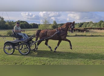 KWPN, Wallach, 16 Jahre, 166 cm, Dunkelfuchs