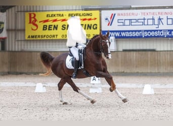 KWPN, Wallach, 16 Jahre, 166 cm, Dunkelfuchs