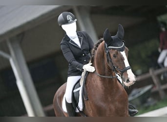 KWPN, Wallach, 16 Jahre, 166 cm, Dunkelfuchs