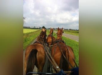 KWPN, Wallach, 16 Jahre, 166 cm, Dunkelfuchs