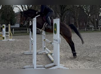 KWPN, Wallach, 16 Jahre, 167 cm, Brauner