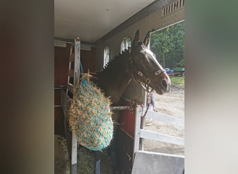 KWPN, Wallach, 16 Jahre, 168 cm, Dunkelbrauner