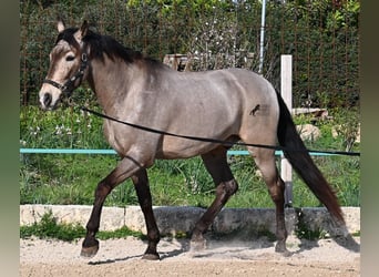 KWPN Mix, Wallach, 16 Jahre, 169 cm, Falbe