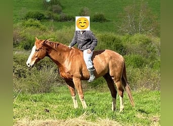 KWPN, Wallach, 16 Jahre, 170 cm, Fuchs