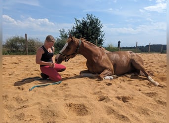 KWPN, Wallach, 16 Jahre, 170 cm, Fuchs