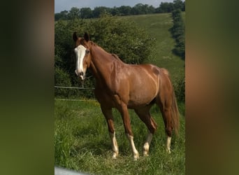 KWPN, Wallach, 16 Jahre, 170 cm, Fuchs
