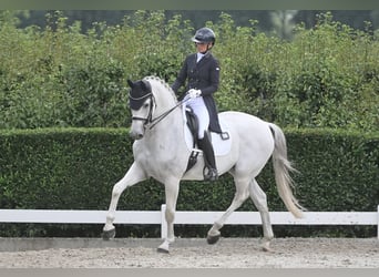 KWPN, Wallach, 16 Jahre, 170 cm, Schimmel